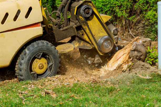 Best Tree Pruning Services  in Monroe North, WA